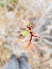 Ribes speciosum