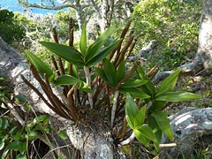Dendrobium gracilicaule howeanum