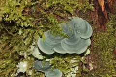 Arrhenieae