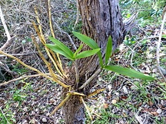 Dendrobium gracilicaule howeanum