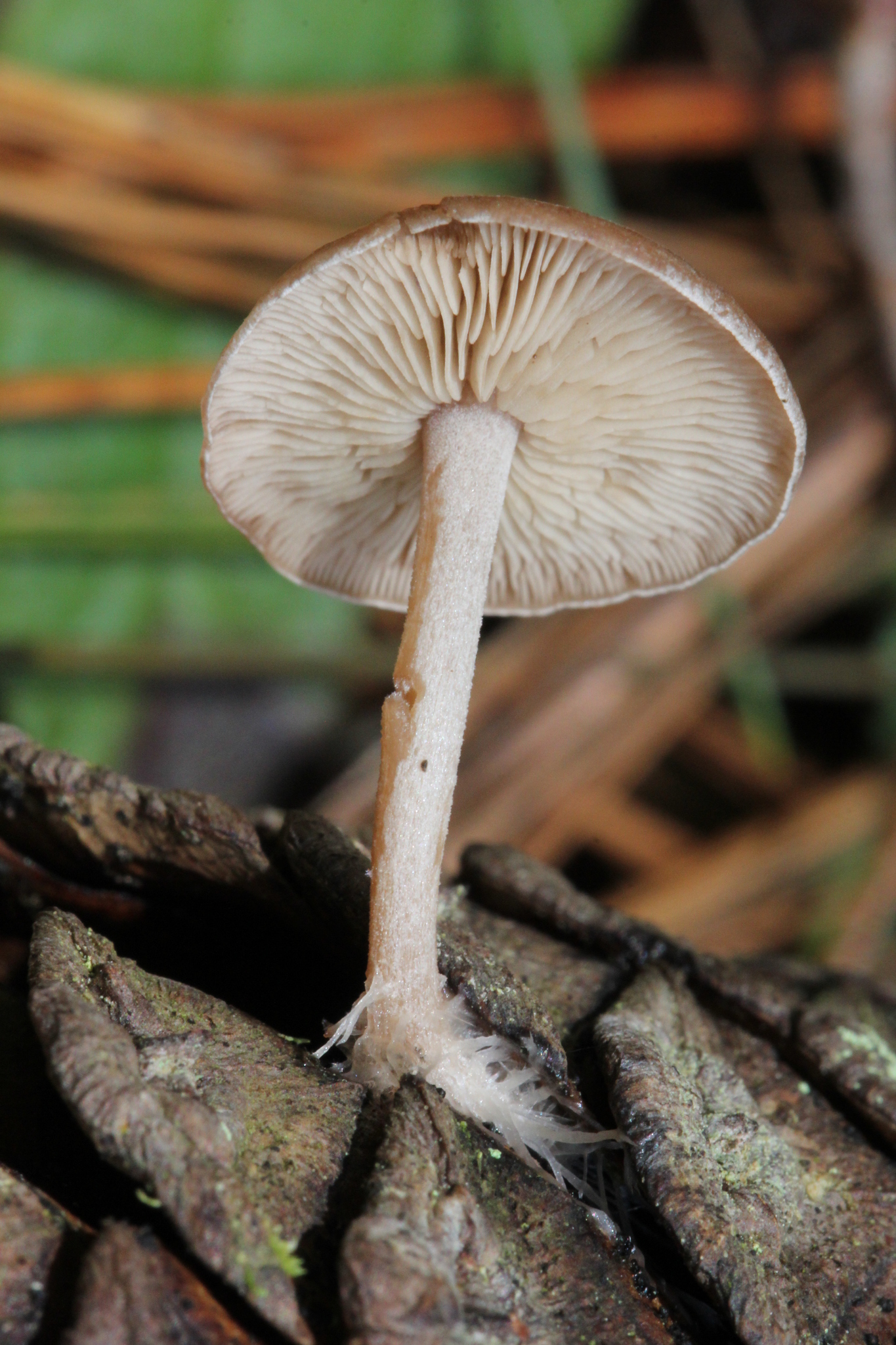 Baeospora myosura image