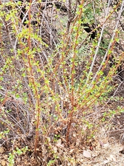 Ribes speciosum