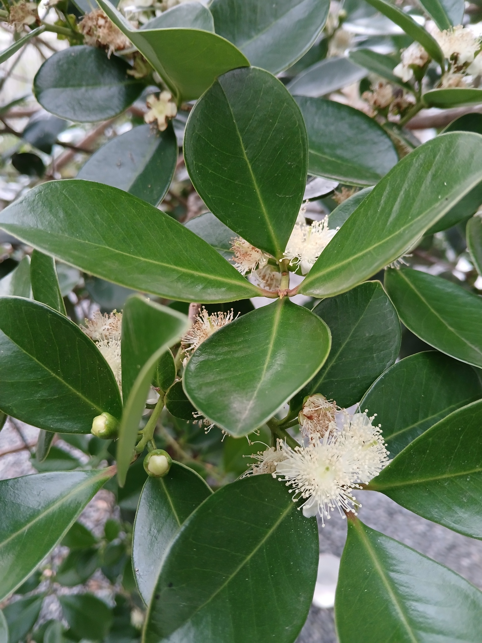 Psidium cattleianum