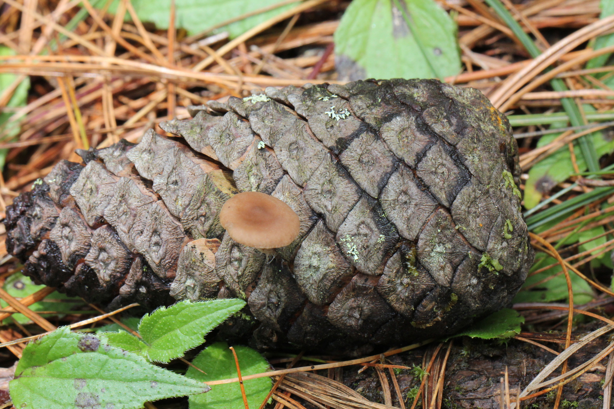Baeospora myosura image
