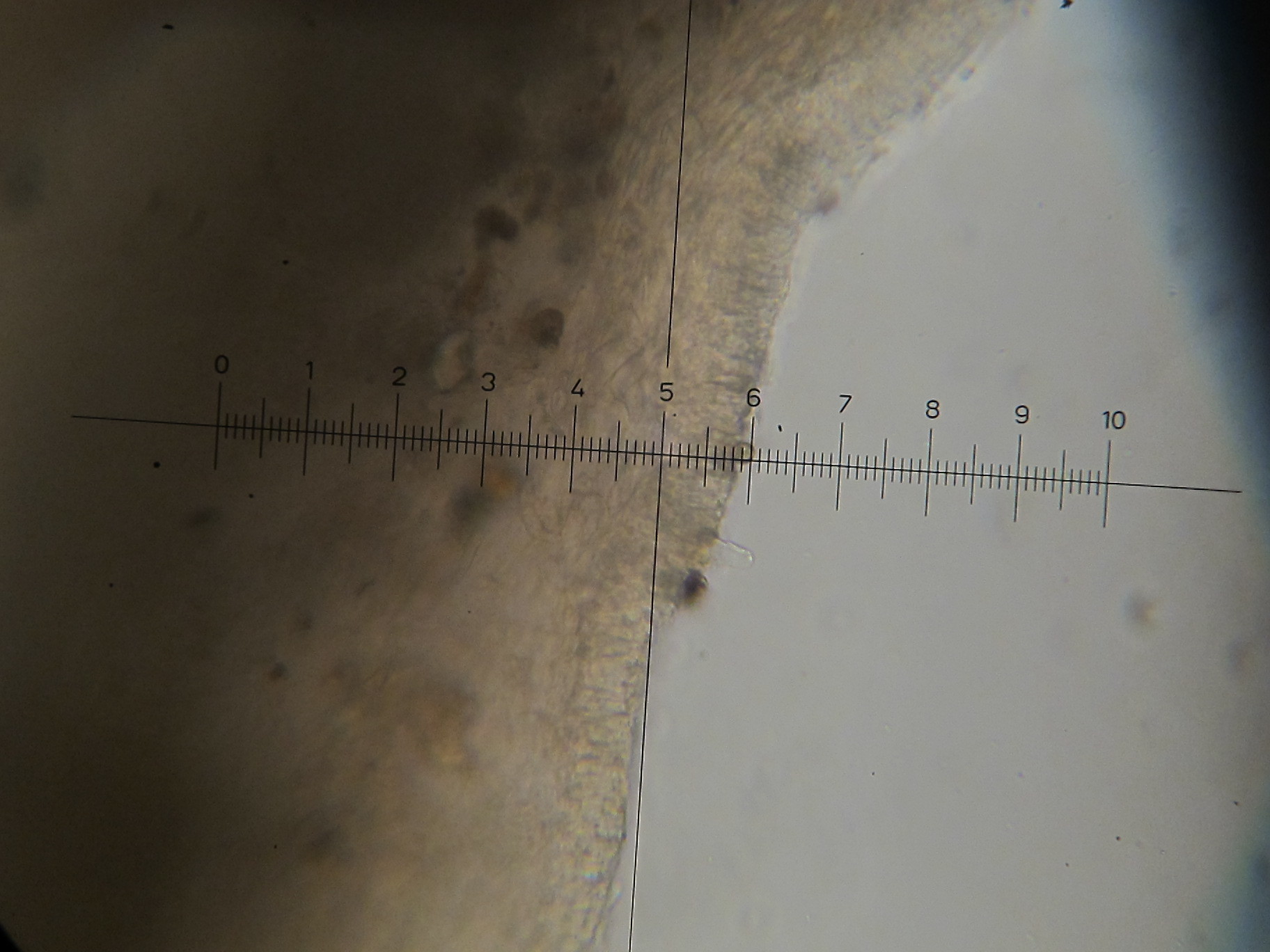 Baeospora myosura image