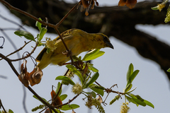 Ploceus xanthopterus