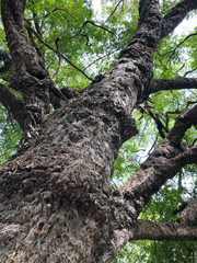 Diospyros mespiliformis