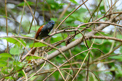 Terpsiphone viridis plumbeiceps