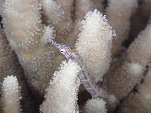 Australian banded pipe (Corythoichthys intestinalis) — Syngnathidae — 4