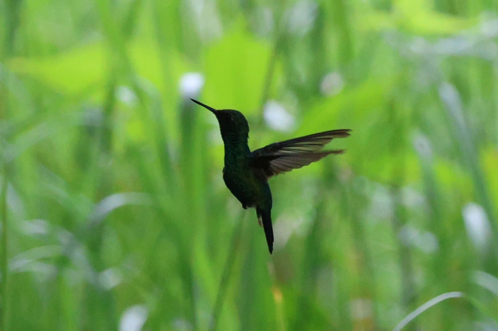 Garden Emerald (Chlorostilbon assimilis), photo 9