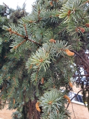 Picea pungens
