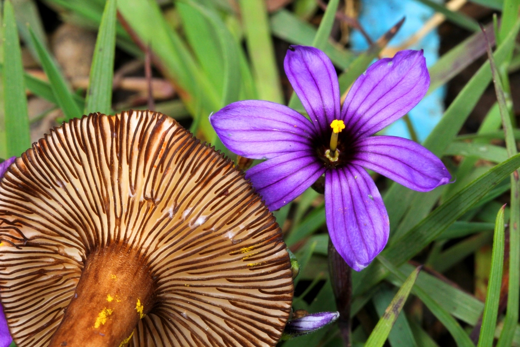 Sooty spruce lactarius