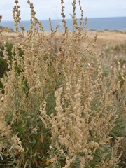 Atriplex paludosa