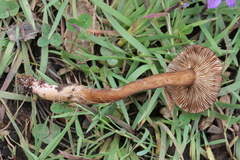 Lactarius lignyotellus
