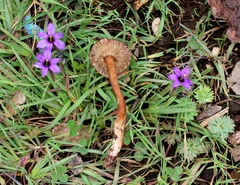 Lactarius lignyotellus