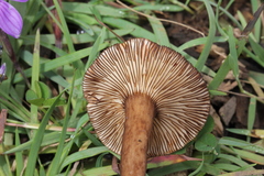 Lactarius lignyotellus
