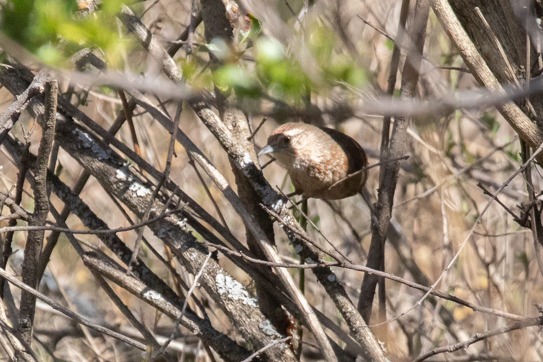 Spot-breasted Thornbird (Phacellodomus maculipectus), photo 1