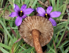 Lactarius lignyotellus