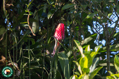 Quesnelia quesneliana