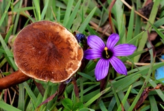 Lactarius lignyotellus