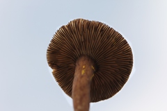 Lactarius lignyotellus