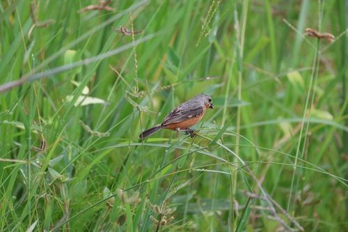Ruddy-breasted Seedeater (Sporophila minuta), photo 7