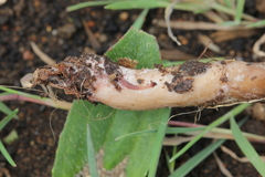 Lactarius lignyotellus