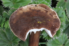 Lactarius lignyotellus