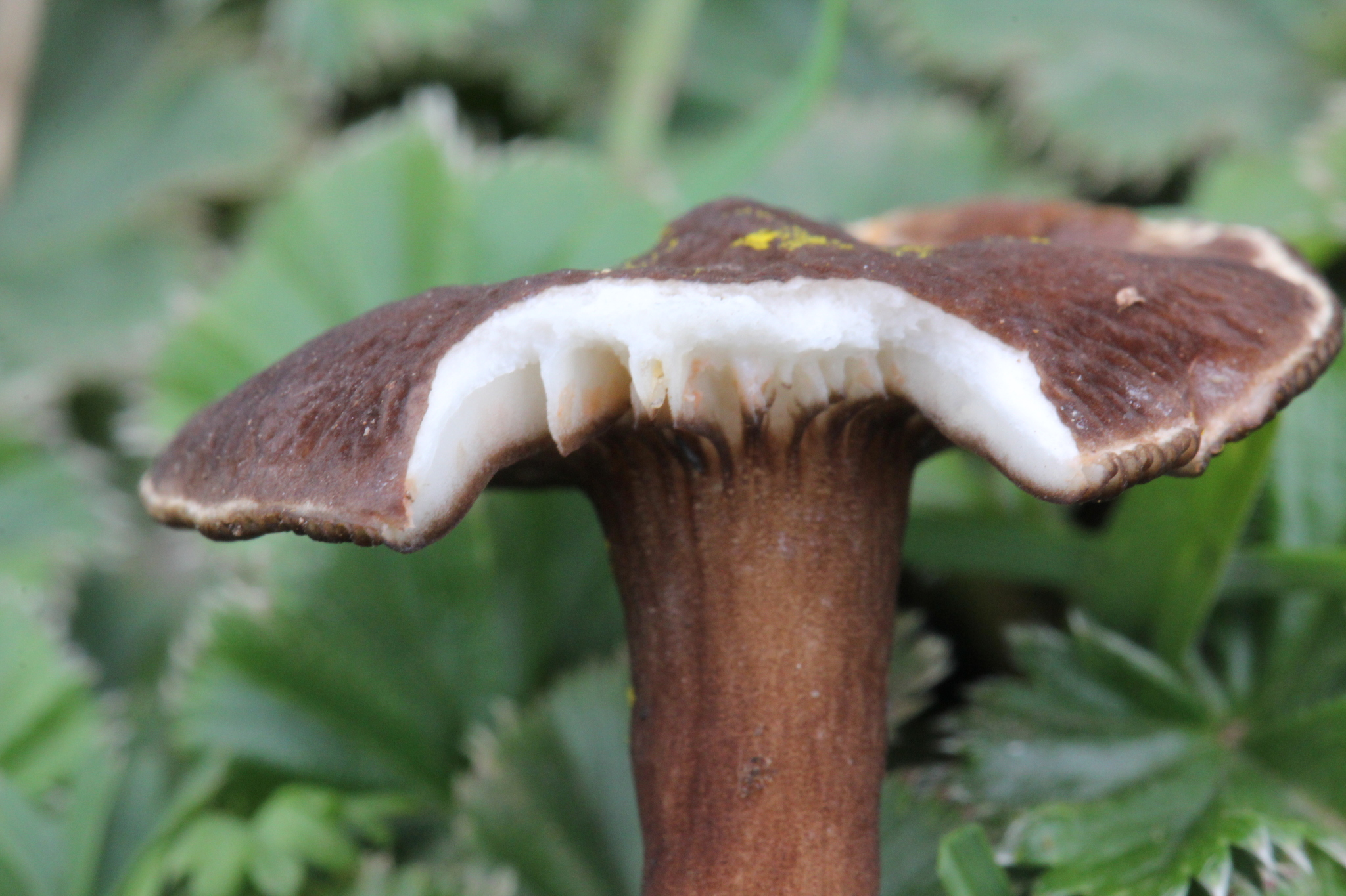 Lactarius lignyotellus image