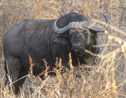 African Buffalo