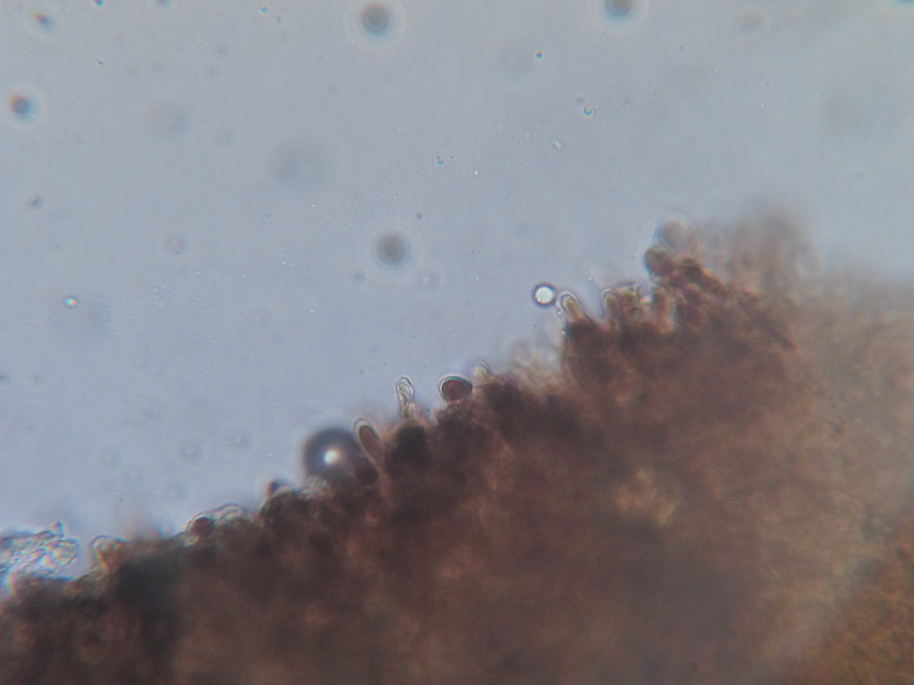 Lactarius lignyotellus image