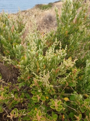 Rhagodia candolleana