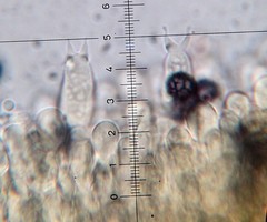 Lactarius lignyotellus