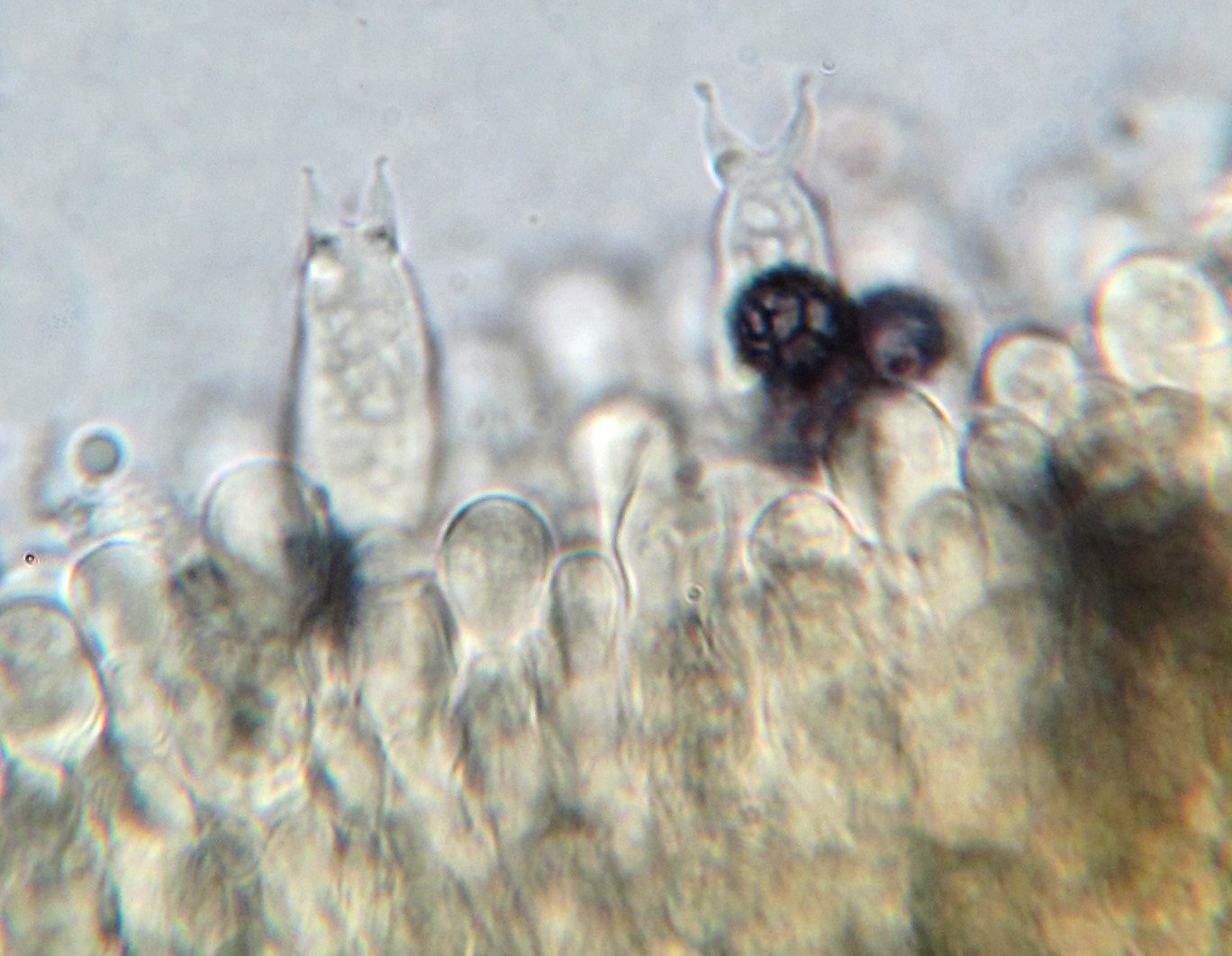 Lactarius lignyotellus image