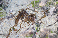 Nostoc flagelliforme