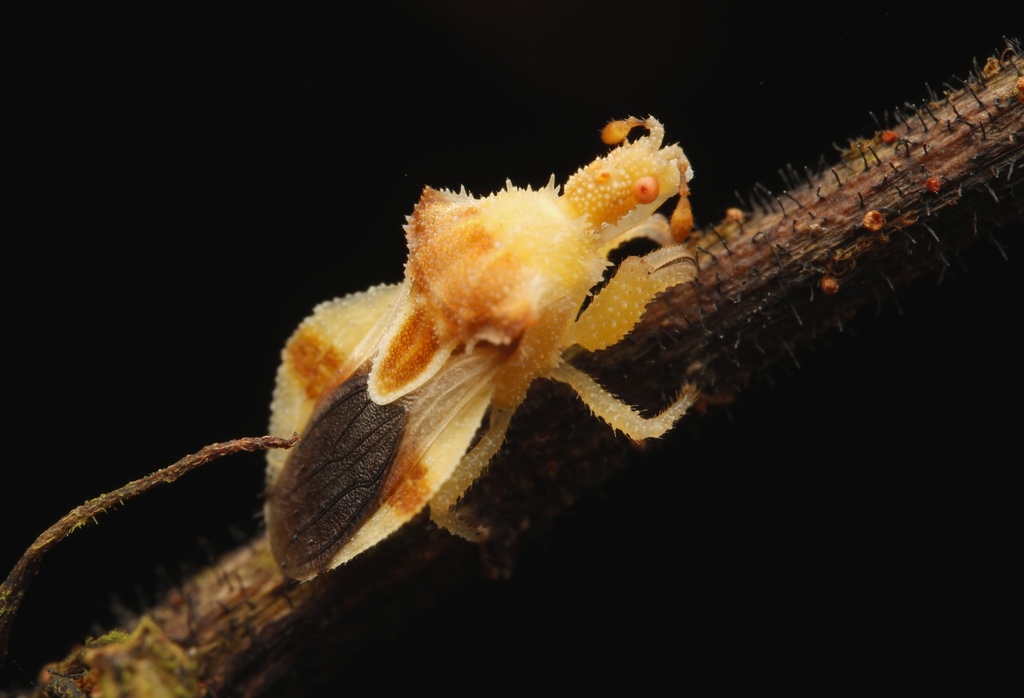 Chellu Small Insect Chelocoris from Gunung Mulu National Park, Sarawak, Malaysia on August ...