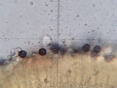 Lactarius lignyotellus