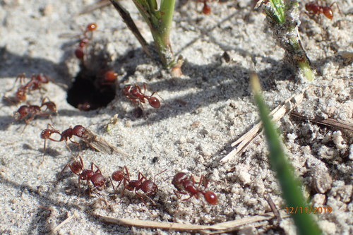 Florida Harvester Ant
