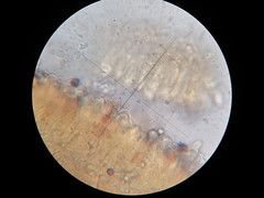 Lactarius lignyotellus