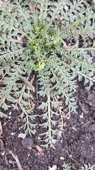 Lepidium didymum
