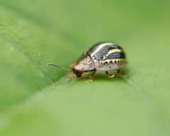 Agroiconota propinqua