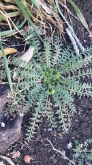 Lepidium didymum