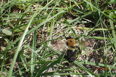 Xylocopa virginica image