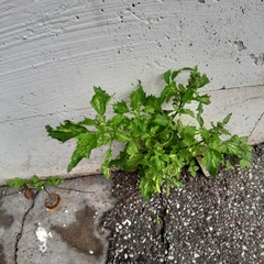 Chenopodiastrum murale