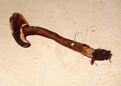 Lactarius lignyotellus