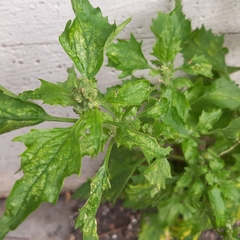 Chenopodiastrum murale