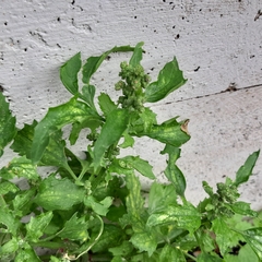 Chenopodiastrum murale