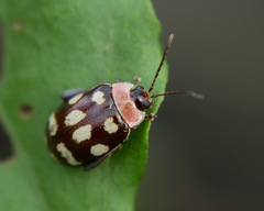 Alagoasa trifasciata