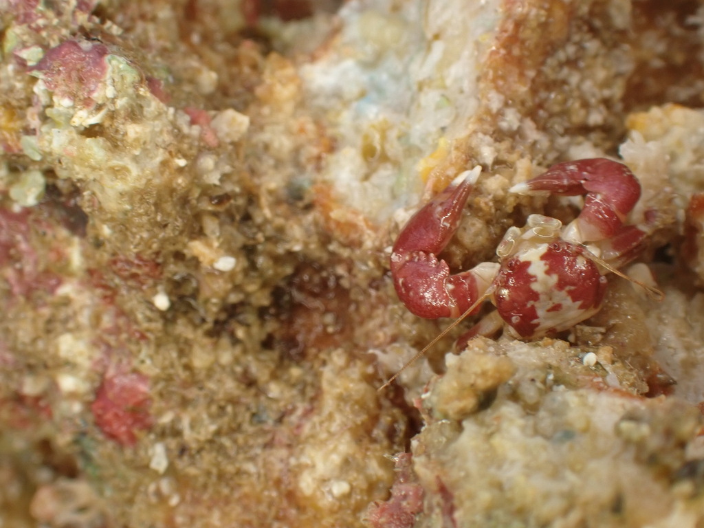 Pachycheles garciaensis