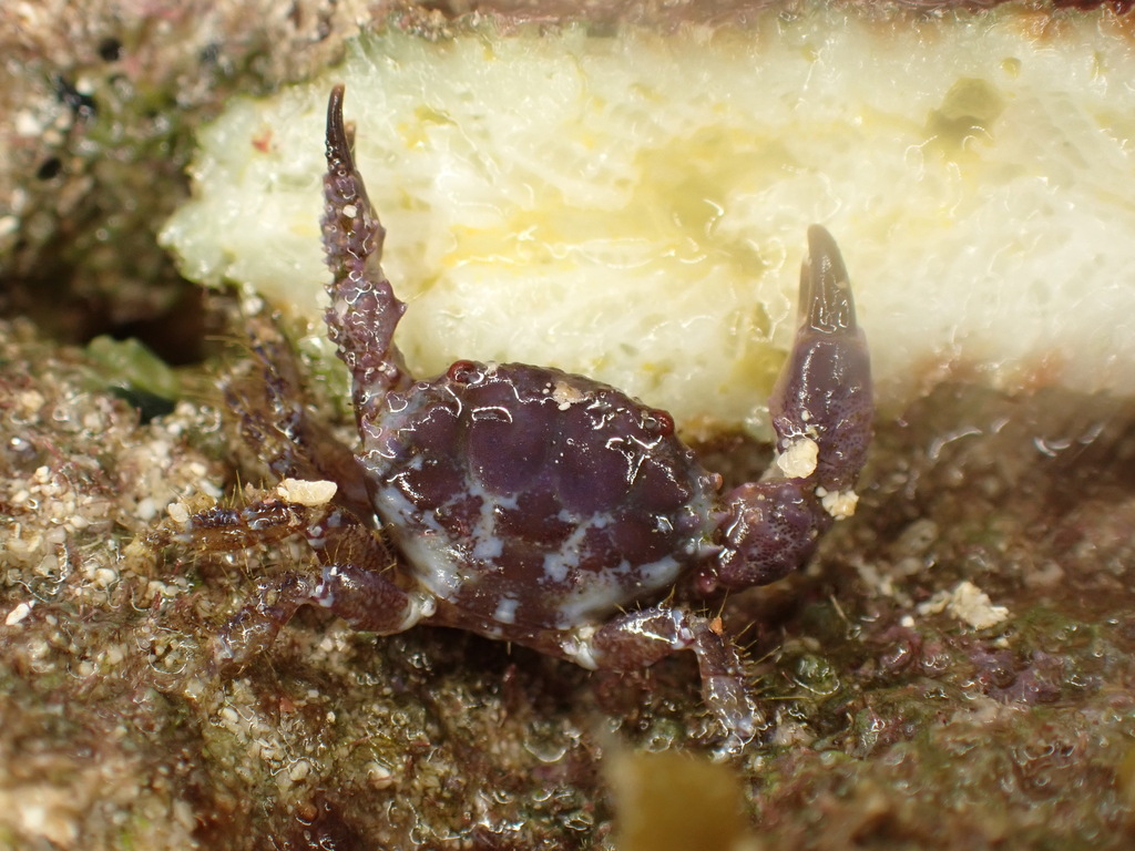 Paraxanthias notatus